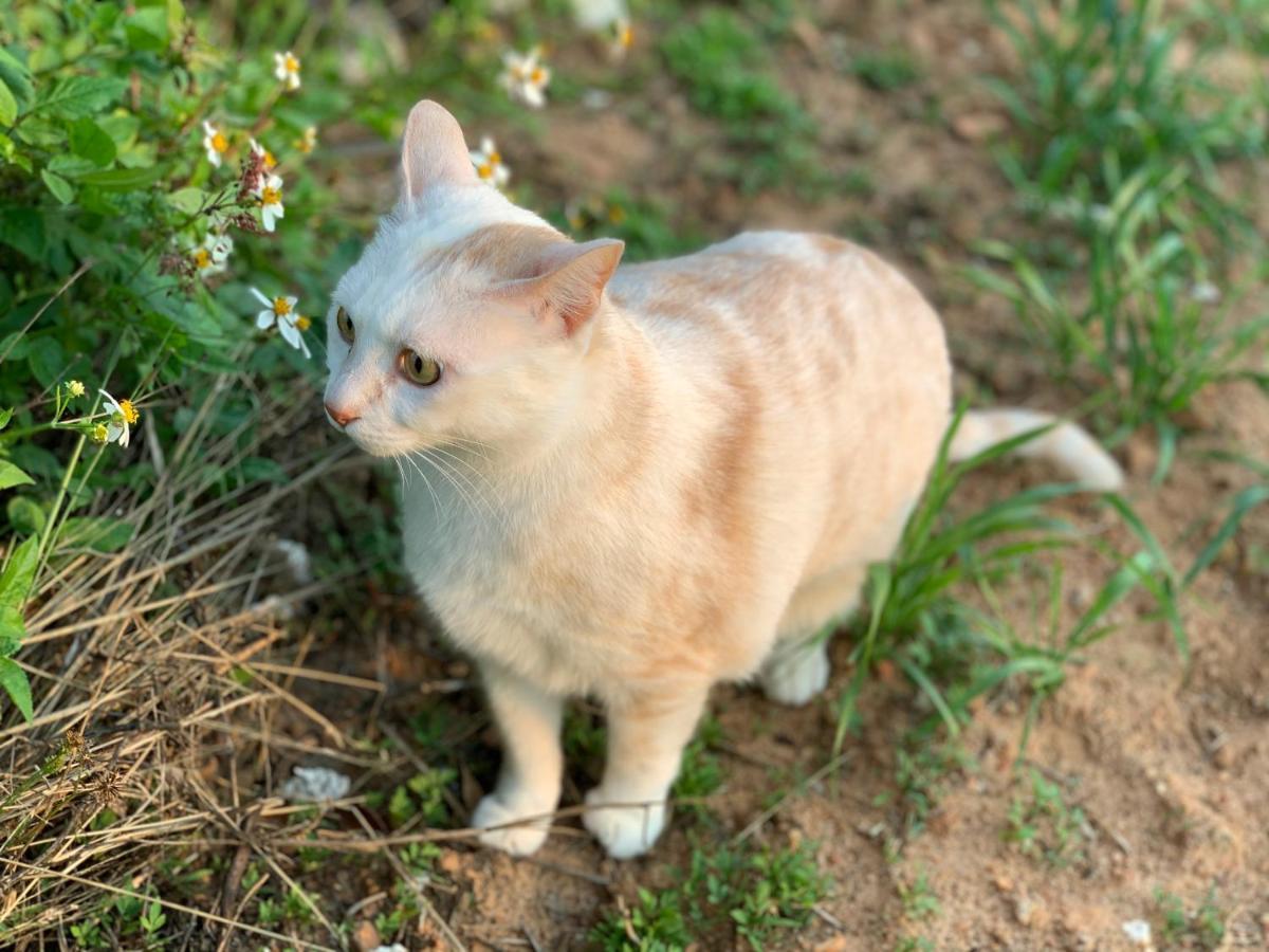 Jinning White Cat B&B מראה חיצוני תמונה